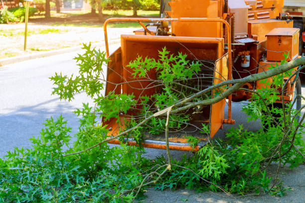 Best Emergency Tree Service  in Byng, OK